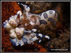 Harlequin shrimps are for me, so far the best photo model... by Yves Antoniazzo 